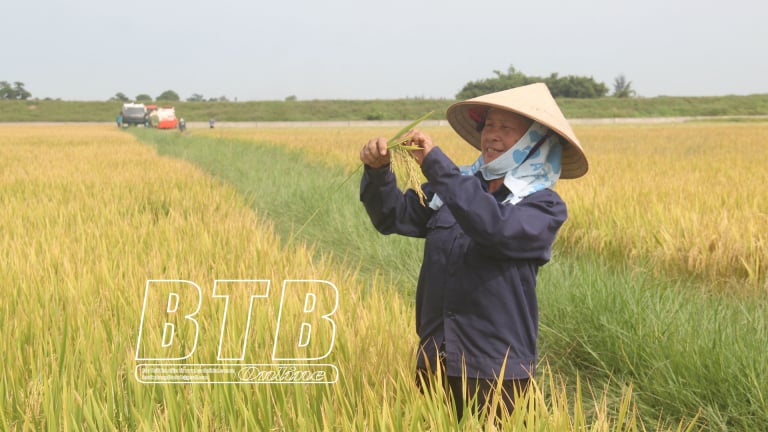Về 'chung nhà' với Hưng Yên, đây là loại hình tổ chức kinh tế đang tốt lên ở Thái Bình