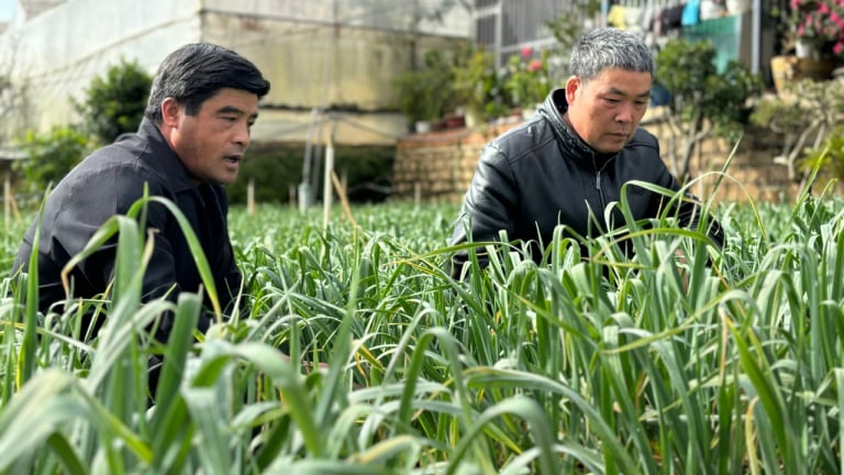 Nông dân Đà Lạt trồng một giống tỏi du nhập từ Israel, thơm ngon củ lại to, nhanh chóng được thị trường ưa chuộng