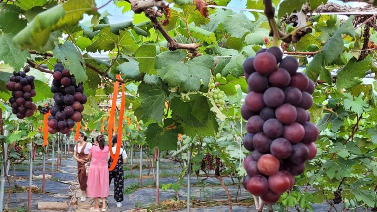 Vườn đẹp như phim ở Hải Phòng trồng giống nho gì mà ngó đâu cũng đụng quả, thiên hạ đang kéo đến xem