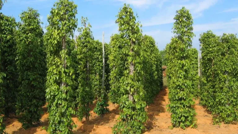 Giá tiêu tiếp tục giảm, dự báo 'nóng' bất ngờ về giá trung và dài hạn