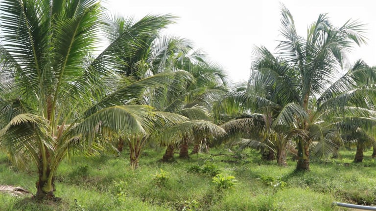 Cận kề sáp nhập tỉnh Vĩnh Long, Bến Tre, Trà Vinh nhanh chóng tìm cách diệt trừ loài sâu bọ này