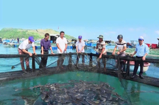 Nuôi cá đặc sản to bự dày đặc ngoài biển Quảng Ngãi, bắt bán 180.000 đồng/kg