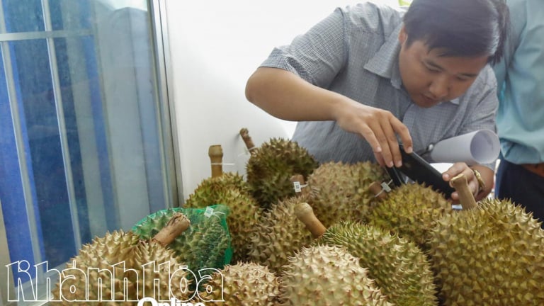 Trước giờ cận kề sáp nhập Ninh Thuận, Khánh Hòa có một điểm sáng quan trọng về loại đặc sản trái cây xuất khẩu
