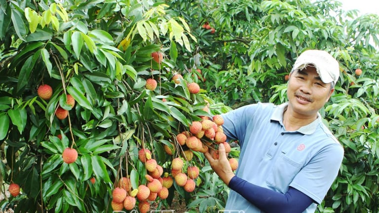 Chuyện lạ Hưng Yên trước sáp nhập tỉnh Thái Bình, ghép mắt cây vải trứng lên gốc vải lai, tốt đẹp thế này đây