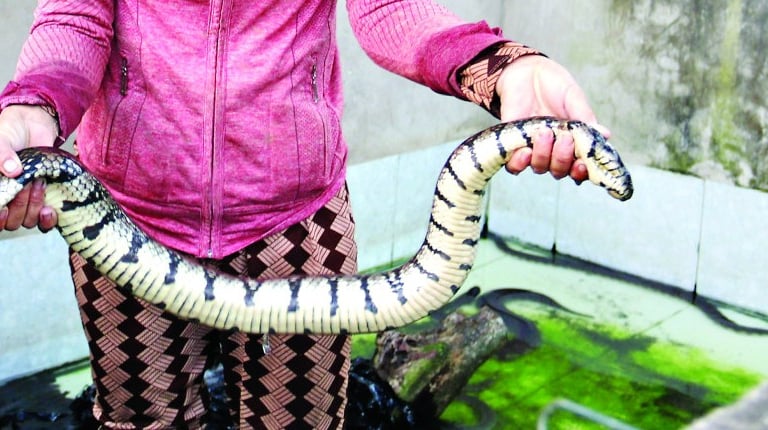 Trông to dài, khoang vện 'dữ dằn' vậy, chứ con động vật này nuôi thành công ở Long An, cứ bán 1kg cầm ngay 450.000 đồng