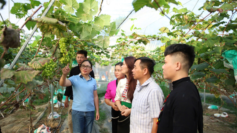 Lai Châu: Điểm sáng về phát triển nông nghiệp hàng hóa ở Than Uyên