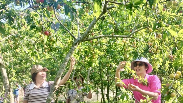Đếm ngày sáp nhập tỉnh Phú Thọ, Vĩnh Phúc, ở Hòa Bình người ta đang đến 2 xã này bẻ quả chín, chụp ảnh đẹp như phim