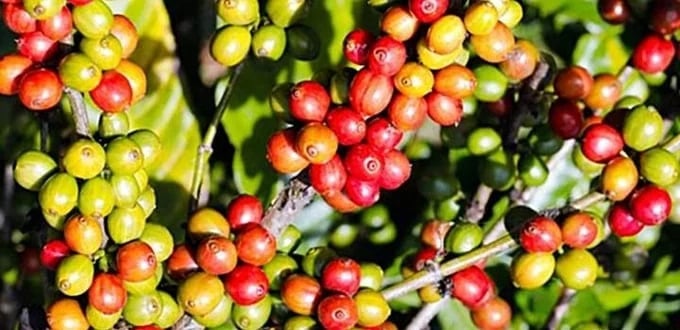 Cà phê trong nước tăng giá mạnh hơn, trên sàn Robusta bật tăng trở lại