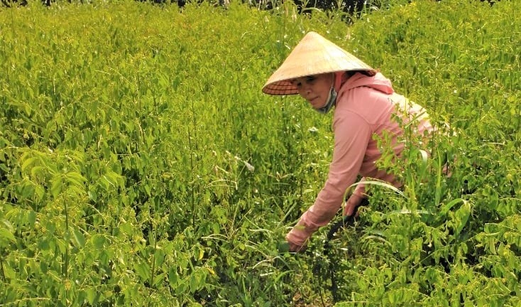 Thứ rau ngon dính tí nước tốt um, nhai ngọt như mì chính, trồng có 4 sào ở Bà Rịa-Vũng Tàu mà cầm cục tiền to