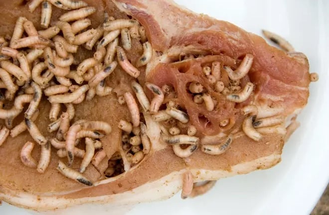 Như phim kinh dị: Giòi ăn thịt sống trỗi dậy, Mỹ thả hàng tỷ ruồi vô sinh để ngăn 'quái vật ký sinh' lây lan