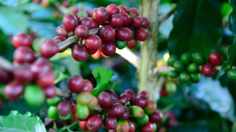 Vừa tăng, giá cà phê đã giảm trở lại xuống mức thấp nhất 1,5 tuần, điều gì đang xảy ra?