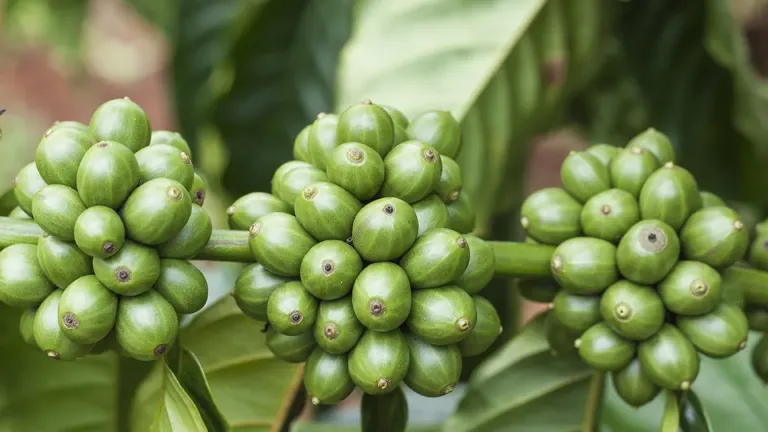 Robusta tiếp tục giảm mạnh, giao dịch tại thị trường nội địa thưa thớt khi mùa vụ kết thúc