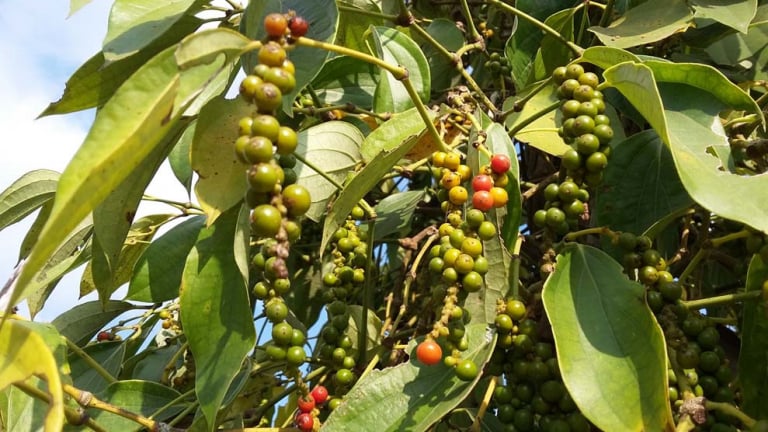 Giá tiêu đồng loạt giảm, chưa có cú hích đủ mạnh kéo giá tiêu trong nước đi lên