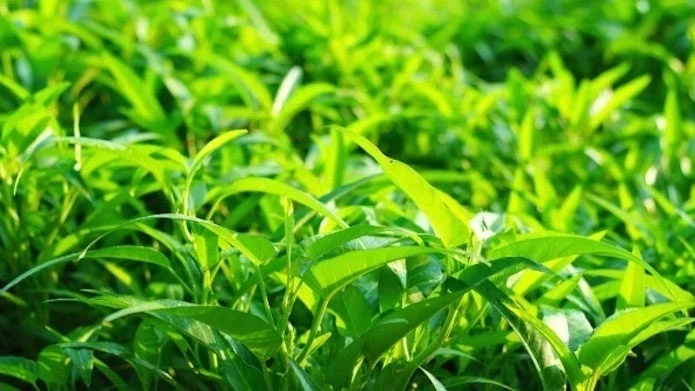  Rau nhiễm kim loại nặng, rửa cẩn thận và nấu kỹ có thể giúp loại bỏ chất độc này không?