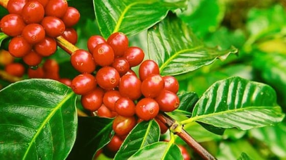Giá cà phê tăng mạnh khủng khiếp, thị trường dậy sóng khi Mỹ đe dọa áp thuế 50% với Brazil