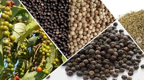 Giá ổn định, tiêu Việt Nam được cho là đang có nhiều lợi thế cạnh tranh