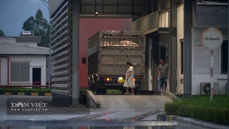 Về  công đoạn kiểm dịch tại nhà máy giết, mổ lợn của C.P: “Hai phụ nữ không phải là người của thú y Hà Nội, mà là người C.P”