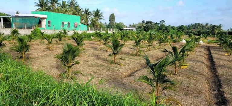 Ở tỉnh Đồng Tháp (mới) sau sáp nhập tỉnh Tiền Giang, vì sao dân đã, đang ồ ạt trồng loại cây này?