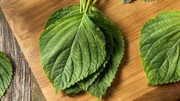 Loại rau thơm được ví như 'thuốc quý' siêu bổ dưỡng