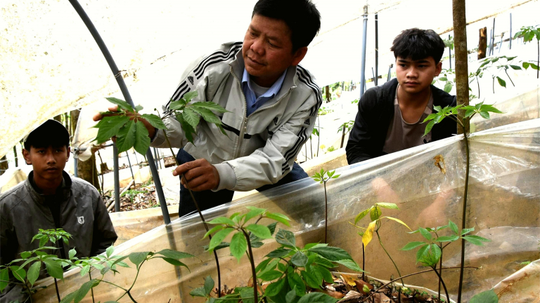 Tỷ phú Kon Tum là một nông dân trồng sâm trên núi Ngọc Linh, trước khi sáp nhập 2 tỉnh Kon Tum, Quảng Ngãi
