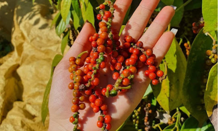 Giá tiêu trong nước và thế giới đều giảm, tạm thời cơ hội xuất khẩu tiêu vào Mỹ vẫn tốt