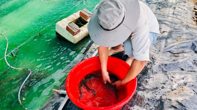Dân ở tỉnh Lâm Đồng mới nuôi cá đặc sản dày đặc ở hồ chứa nước tưới thanh long, bắt bán 200.000 đồng/kg