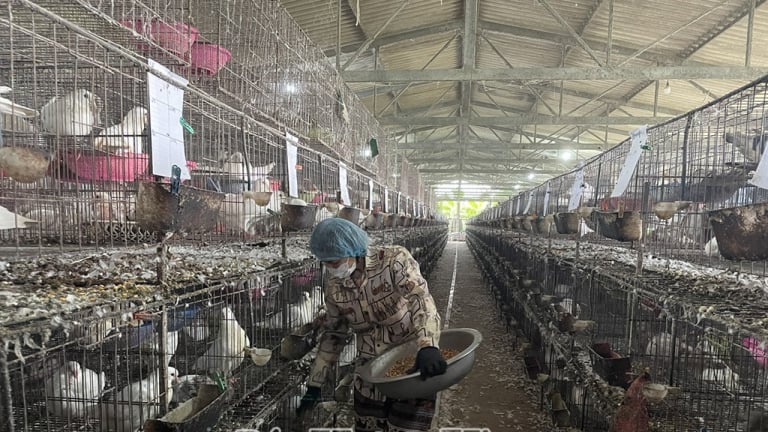 Nuôi thành công thứ chim xuất xứ từ nước Pháp, bé như nắm tay, đẻ cản chả kịp, thu 1 tỷ/tháng