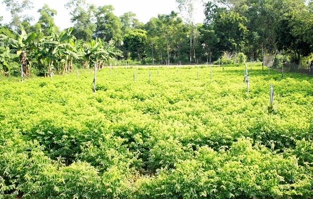Đây là loại rau ngon, ngọt như mì chính, dính tí nước tốt um, ở nơi này Nghệ An cứ cắt là người ta khuân đi hết sạch