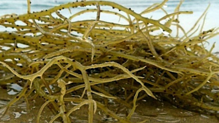 Thứ rau dại này không chỉ ngon, lạ miệng, còn mang lại nguồn thu 'khủng' cho dân ven biển