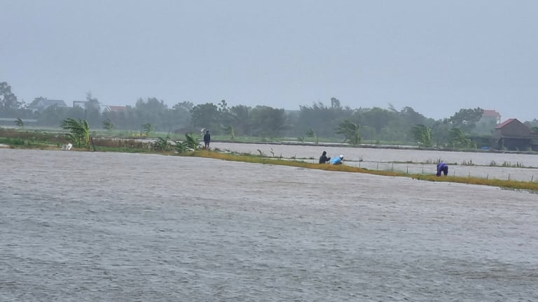 Gần 67.000 ha lúa ở Ninh Bình chìm nghỉm dưới nước sau bão số 3