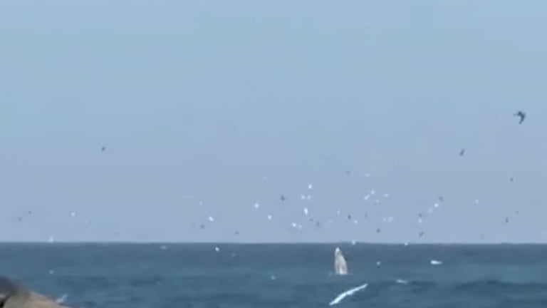 Một con cá voi bất ngờ xuất hiện săn mồi trên vịnh Nha Trang tỉnh Khánh Hòa
