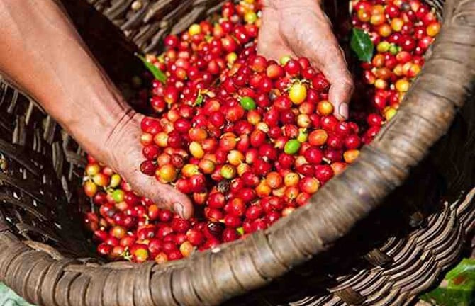 Giá cà phê đồng loạt giảm, tồn kho tăng và đầu cơ trên sàn đẩy mạnh bán ra 