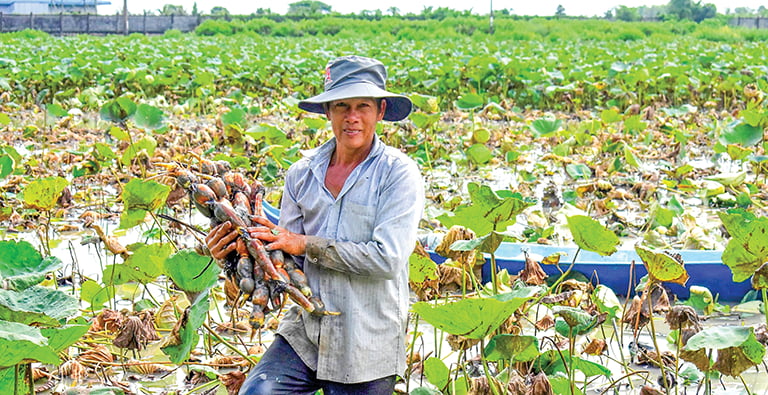 Trồng rau ngò gai, trồng sen lấy củ, dân phường Sóc Trăng ở Cần Thơ có tiền nhiều hơn