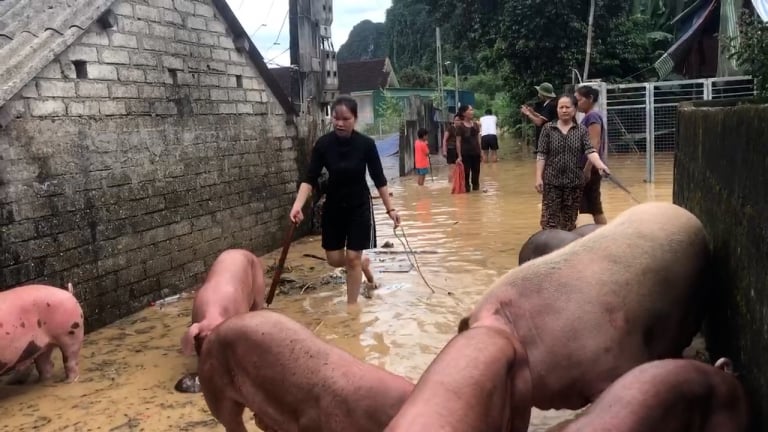 Lũ bất ngờ ập đến trong đêm: Gà vịt chết sạch, lúa ướt sũng, người dân Con Cuông trắng tay