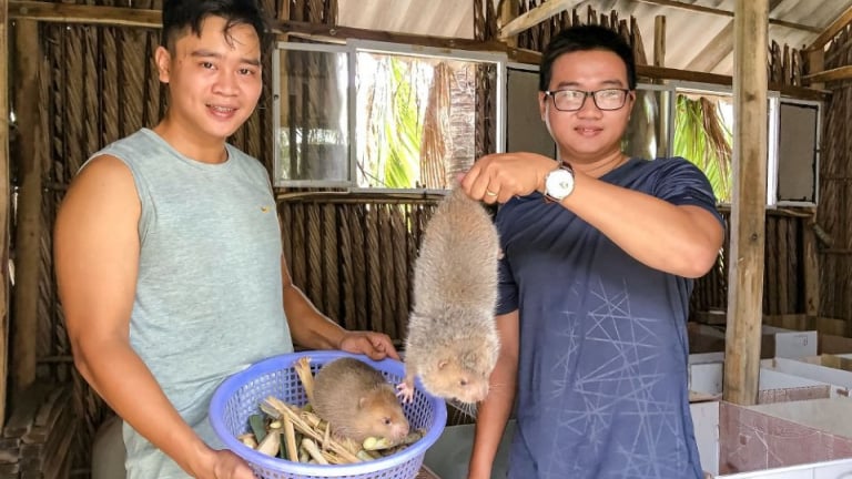 Nuôi loài thú đặc sản này ở Cà Mau, cho ăn thêm cơm nguội, bán 1,8-2 triệu/cặp