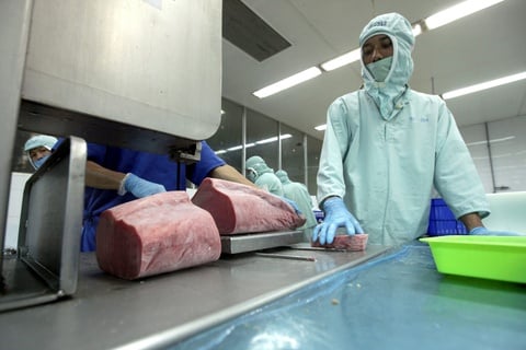 Thuế đối ứng 19% cho Indonesia và Philippines: Cá ngừ Việt Nam liệu có mất thị phần tại Mỹ?