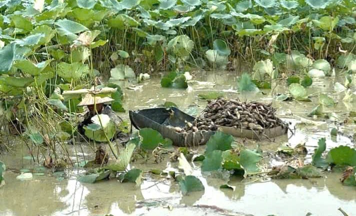 Quỳnh Lưu-xã nông thôn mới ở tỉnh Ninh Bình mới, dân trồng cây gì để thành điểm sáng trên bản đồ OCOP?