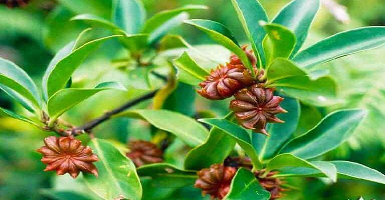 Một hợp tác xã ở Lạng Sơn thành công với các sản phẩm dược liệu thơm cả làng, có loại hoa mà quán phở bò nào cũng dùng