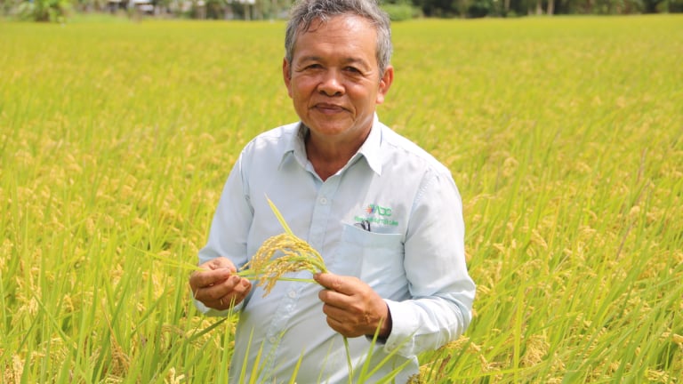 Ông nông dân An Giang đưa giống lúa Nhật vào trồng, kéo cả hợp tác xã 213 thành viên trở nên khá giả