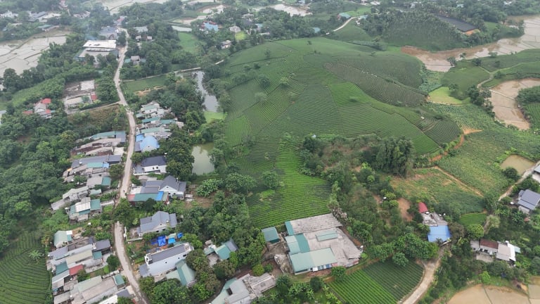 'Cây hạnh phúc' giúp nông dân một phường của tỉnh Tuyên Quang thoát nghèo, làm giàu