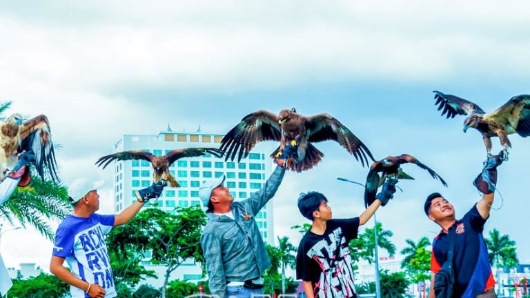 Ở tỉnh Cà Mau (mới) có 15 người đang nuôi chim đại bàng, diều hâu, chim cú mèo, chim cắt...chuyên săn 
