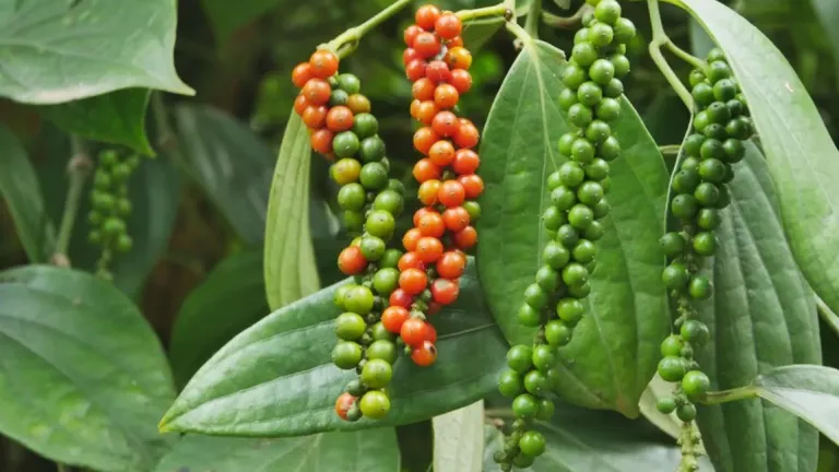 Giá tiêu giảm duy nhất ở Đắk Lắk hôm nay, nhưng giá cao nhất lại ở Đắk Nông (cũ)