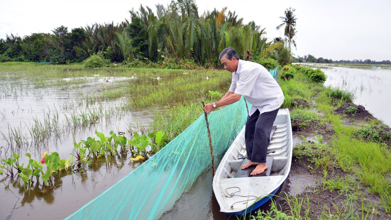 Mùa nước nổi tràn đồng ở An Giang, các loại cá giống gì đang tăng giá, vì sao lươn giống, rắn ri voi giống đứng giá?