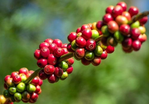 Giá cà phê tiếp tục tăng, dự báo 'nóng' về nguồn cung