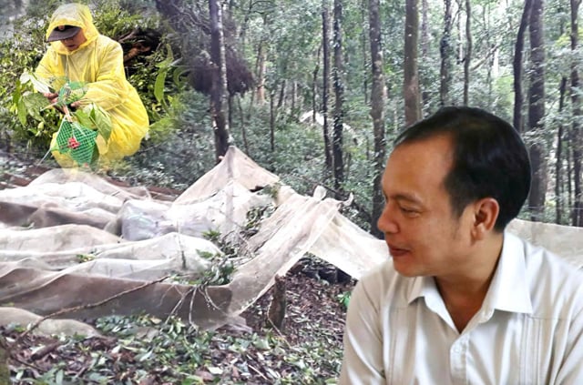 Phó Bí thư Thường trực tỉnh Quảng Ngãi (mới) chỉ đạo nóng về khắc phục hư hại cho người trồng sâm Ngọc Linh