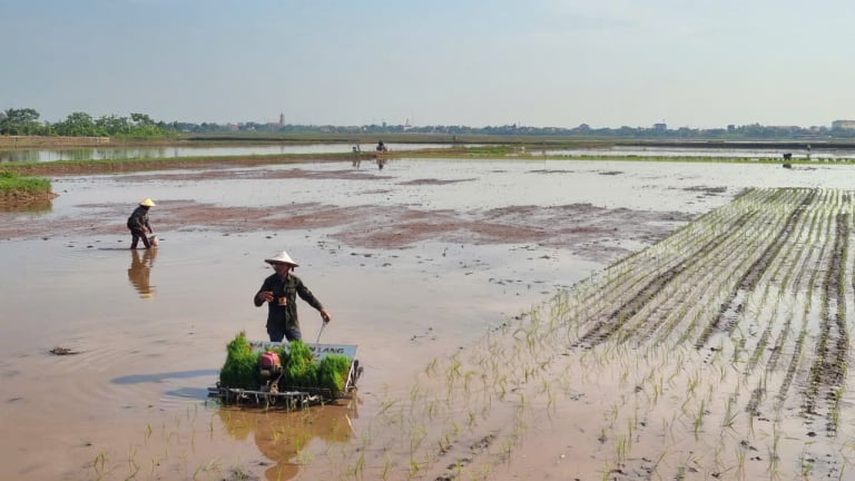 Tỉnh Ninh Bình quyết không để ruộng bỏ hoang sau bão Wipha, khẩn trương gieo cấy bổ sung trước ngày 5/8