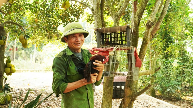 Thuần hóa thành công gà rừng, nuôi như gà ta thả vườn ở Quảng Trị, có cả gà rừng 'bạch tạng'