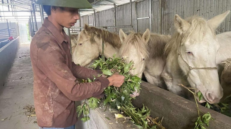 Kiểu nuôi ngựa bạch 'chất chơi' của nông dân Lai Châu: Cho ngựa ăn lá sâm, bán thịt thôi giá 400.000 đồng/kg