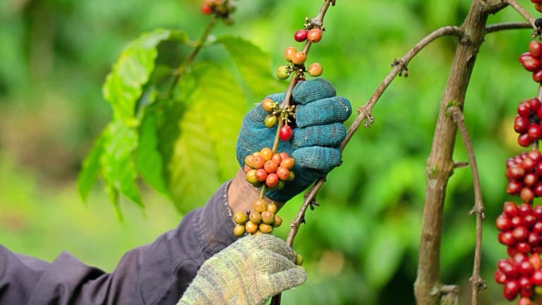 Cà phê trong nước vẫn chưa dứt đà tăng, Robusta thế giới quay đầu giảm