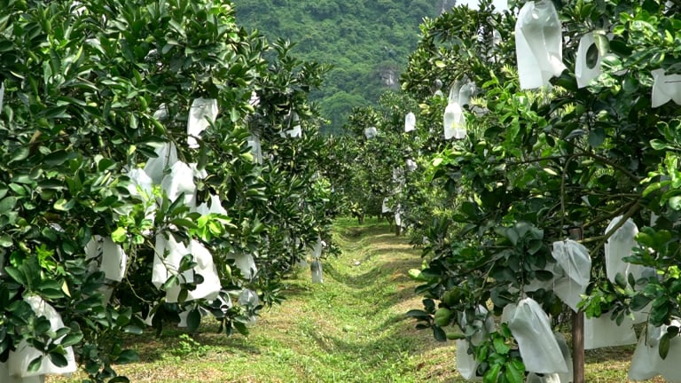 Từ đất khó thành vùng bưởi xuất ngoại: Hành trình thoát nghèo của nông dân xã Yên Trị, tỉnh Phú Thọ